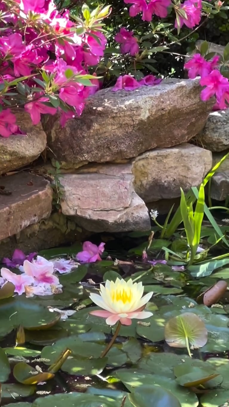 Natalia Oreiro mostró cómo explotó la primavera en su increíble jardín japonés (Imágenes del Instagram de la artista)