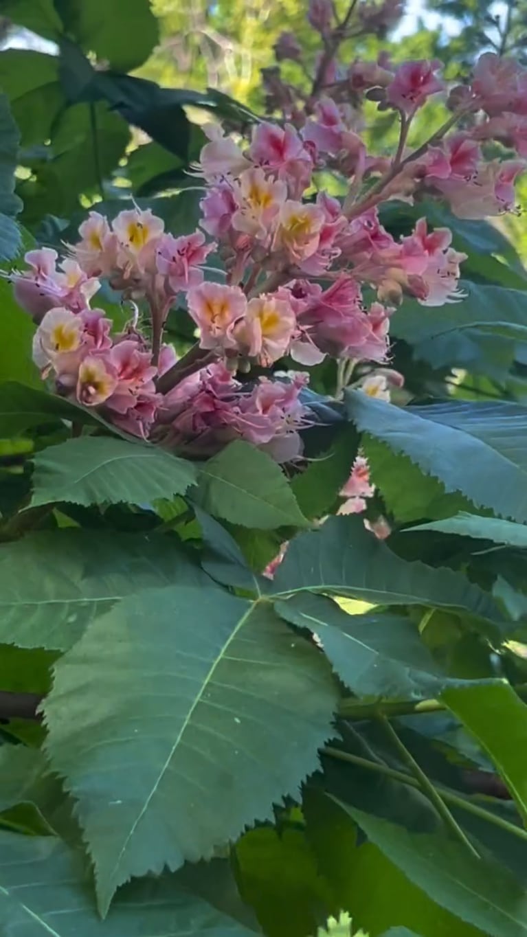 Natalia Oreiro mostró cómo explotó la primavera en su increíble jardín japonés (Imágenes del Instagram de la artista)