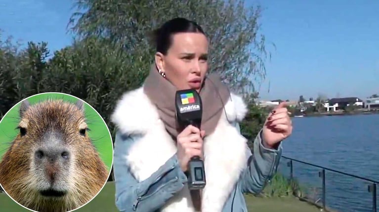 Natalie Weber en su movil sobre los carpinchos de Nordelta (Foto: captura América TV)