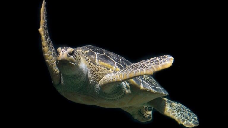 Necochea: rescataron un ejemplar de tortuga verde en peligro de extinción. Foto: Pixabay.