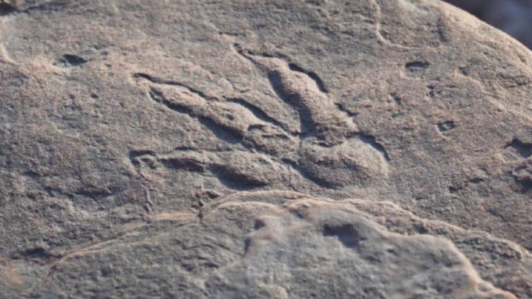 Nena de 4 años descubre huella de dinosaurio de 220 millones de años