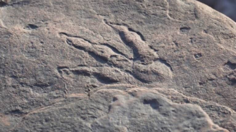 Nena de 4 años descubre huella de dinosaurio de 220 millones de años