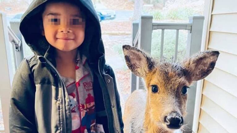 Nene de cuatro años sale a pasear y vuelve ¡con un venado como mascota!