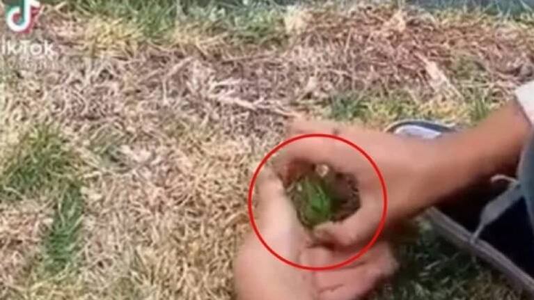 Nene libera a una pequeña rana en el agua, pero un pato se la devora de un bocado