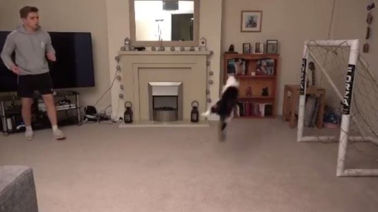 Neuer, el gato del youtuber Chris Dixon que se ataja todo.