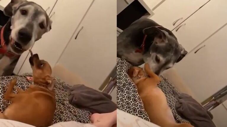 Ni el tamaño ni la edad importan: Este gran danés de 13 años el mejor amigo de un chihuahua de 12 meses