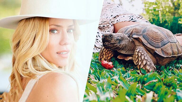 Nicole Neumann adoptó una tortuga en peligro de extinción: Vagaba por una ruta sin rumbo