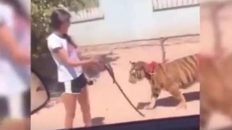 Niña sacó a pasear a su tigre con correa cómo si fuera un perro en México