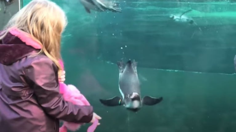 Niña visita a los pingüinos en el zoológico y hace una conexión especial con uno de ellos