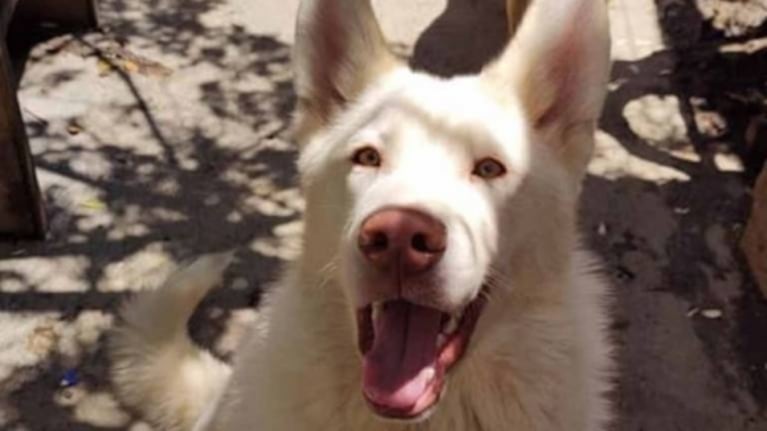 Niño aún le escribe cartas a Simón, el perrito que dejó en un refugio