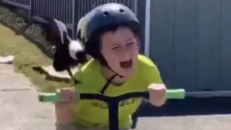 Niño escapa de ave agresiva como en el film Los Pájaros
