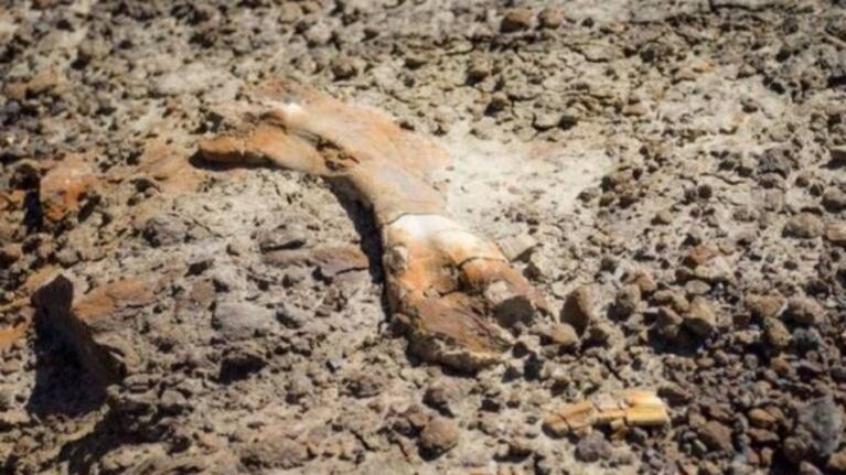 Niño sale de paseo con su papá y descubre esqueleto de dinosaurio de 69 millones de años
