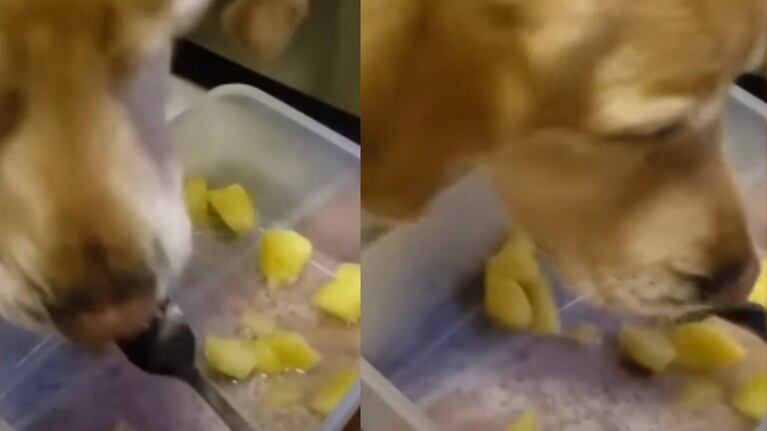 ¿Nivel de caprichosa?: Esta perrita solo come ananá si se la da su dueña de un tenedor
