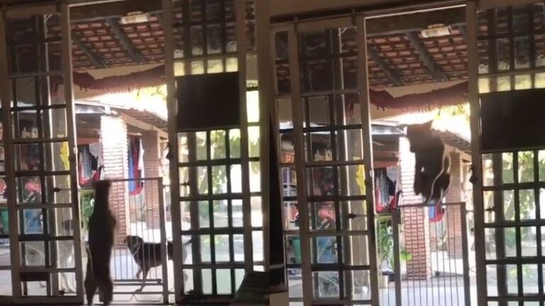  No es un canguro, es un perro saltando una puerta de seguridad de un metro de altura