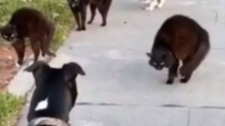 No hubo onda: 4 gatos maléficos se cruzan con perro bonachón y sus reacciones son de película