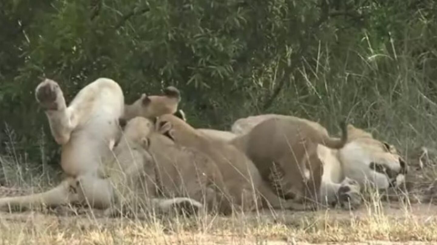 Ocho cachorros de león fueron filmados luchando por la leche de su madre