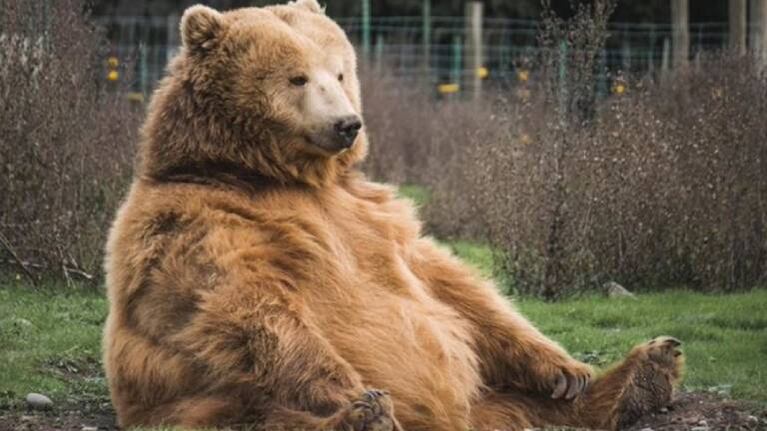 Oso entra a un supermercado y ¡elige unos nachos para comer!