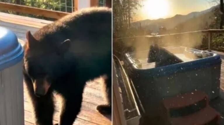 Oso es captado disfrutando de un jacuzzi y se vuelve furor en Twitter