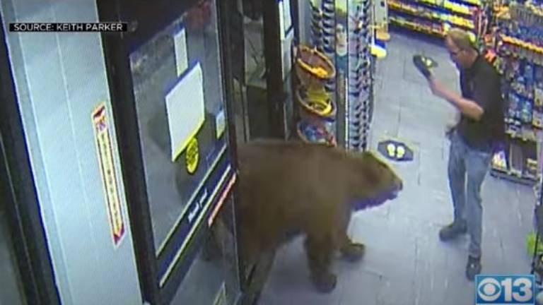 Osos pardos ingresan a tiendas de California para comer dulces