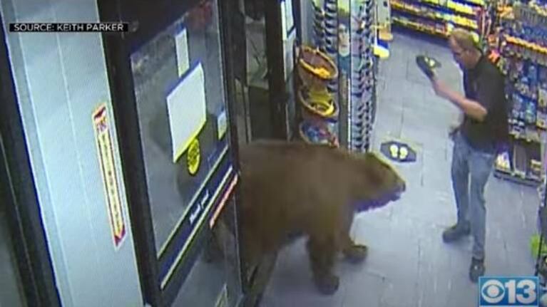 Osos pardos ingresan a tiendas de California para comer dulces