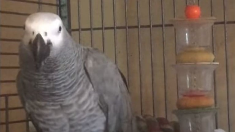 Otis, el loro gris africano que regaña a los perros cuando ladran