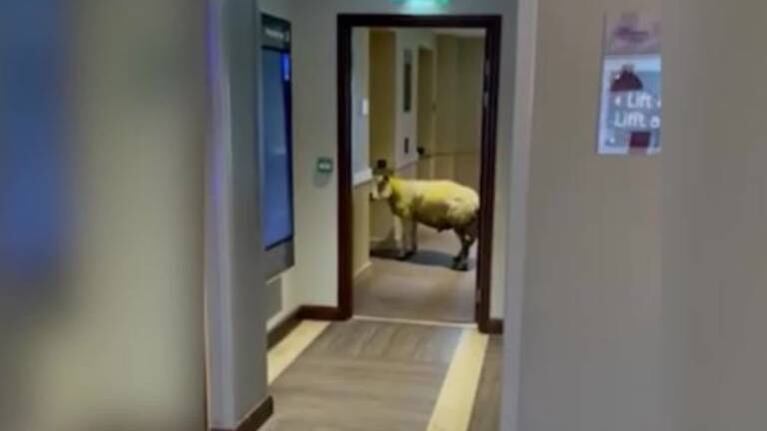 Oveja entra a un hotel y ¡espera para subir al ascensor!