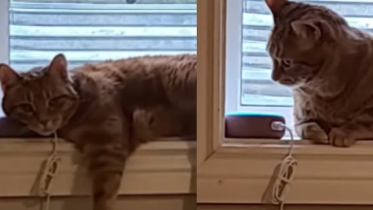 Oye Alexa, ¿cómo suena un perro?: la broma a este gato se hace viral