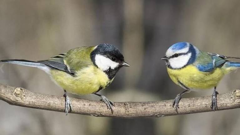 Pájaro “revive” a su amigo que chocó contra un vidrio