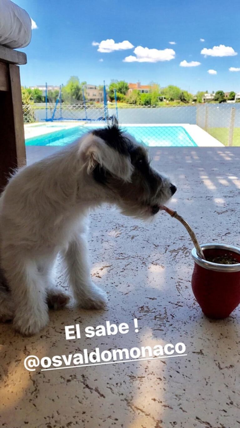 Pampita y Pico Mónaco, tarde de sol, mates y relax con su perrito, Osvaldo: mirá las simpáticas fotos