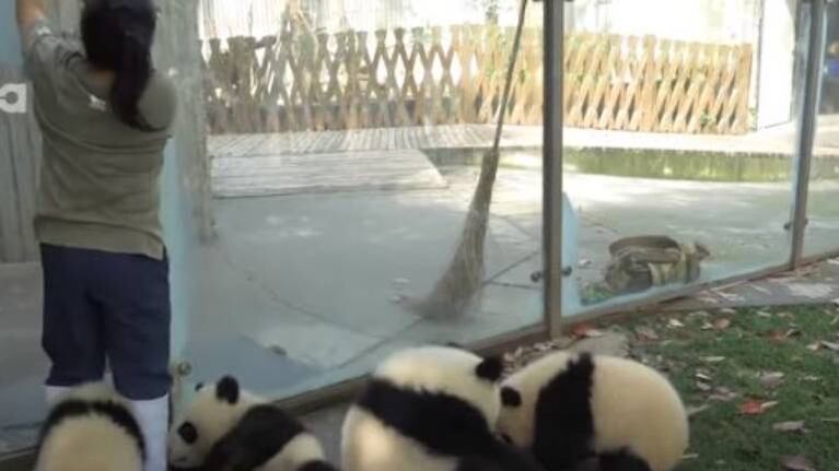 Pandas enloquecen a su cuidadora y a los internautas con sus travesuras