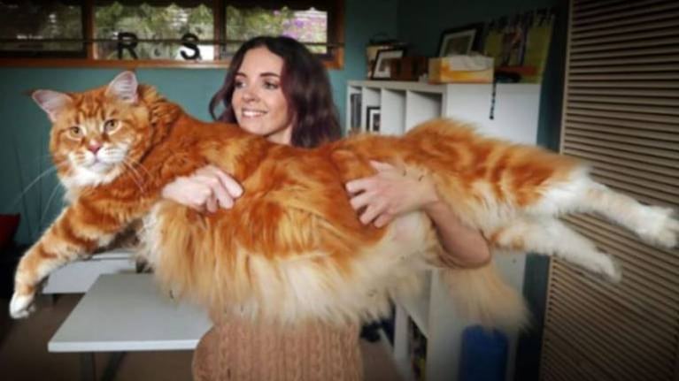 Para el Libro Guinnes de records: así es Omar, el gato más largo del mundo