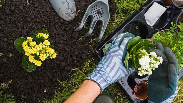 Para mantener un jardín saludable se deben rotar las plantas luego de un tiempo. Foto: Freepik