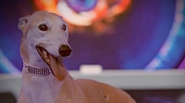 Paris, la perrita que entró este año a Gran Hermano. Foto: Telefe