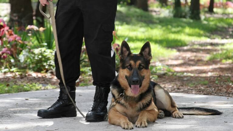 Pastor alemán: por qué es el perro elegido por la Policía