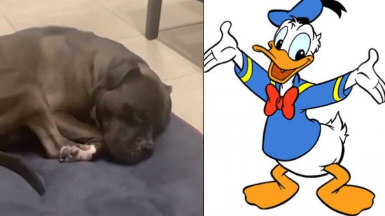 ¿Pato Donald?: Conoce a Thor, el perro que suena igual que el clásico personaje cuando ronca