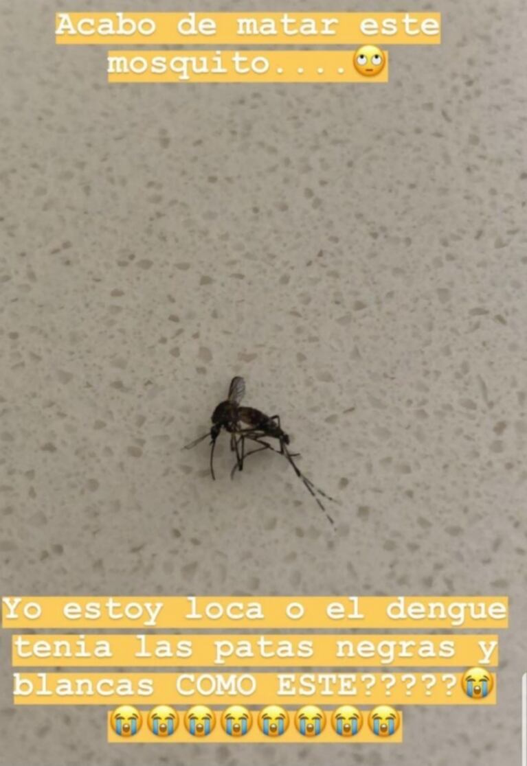 Paula Chaves mató a un mosquito y pensó que era el que transmite dengue: "Soy ese tipo de madres no relajadas"