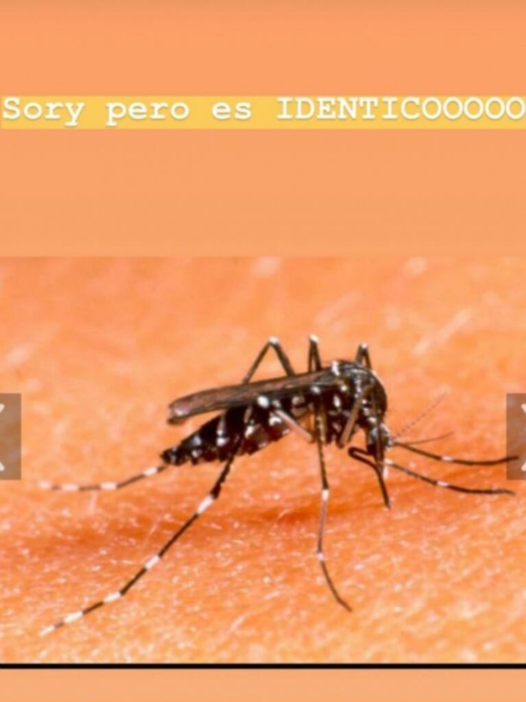 Paula Chaves mató a un mosquito y pensó que era el que transmite dengue: "Soy ese tipo de madres no relajadas"