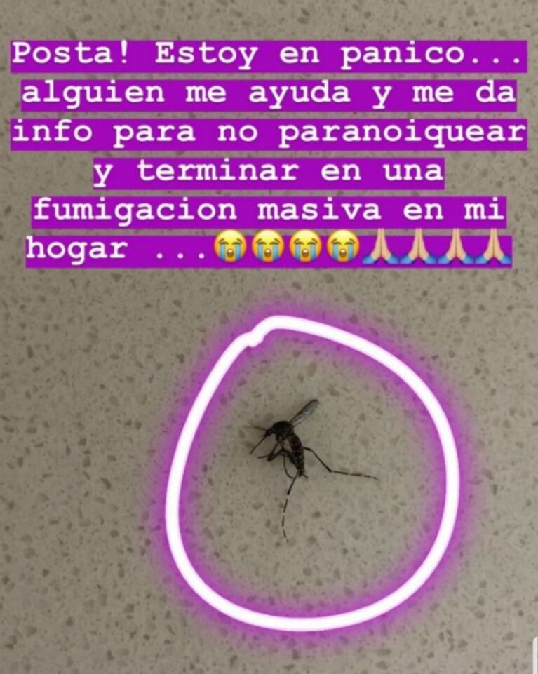 Paula Chaves mató a un mosquito y pensó que era el que transmite dengue: "Soy ese tipo de madres no relajadas"