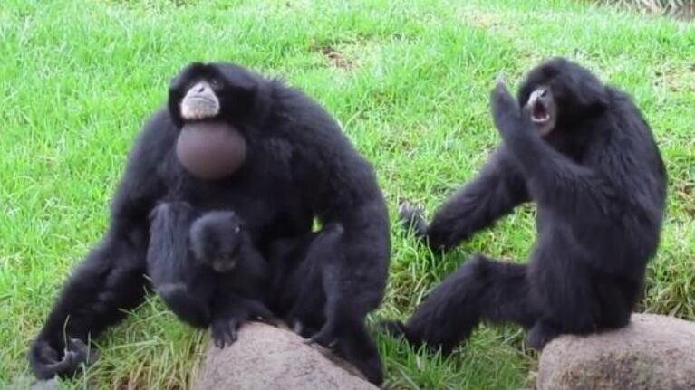 Peculiar sonido que emite un Siamang