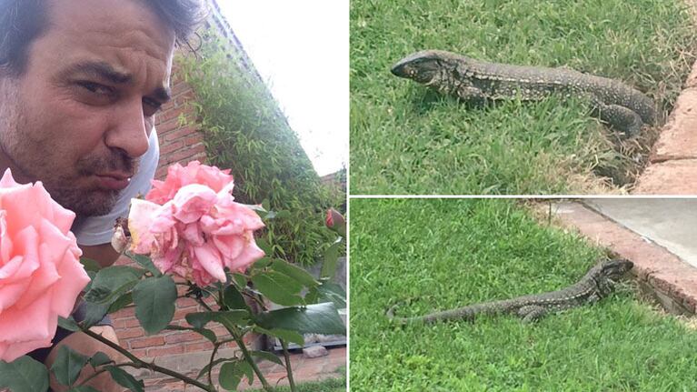 Pedro Alfonso y una sorpresiva visita animal en su jardín de Carlos Paz. (Foto: Twitter)