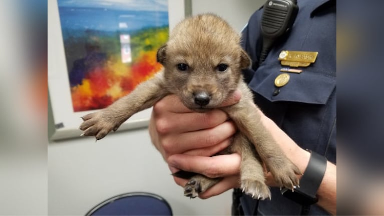 Pensaba que había rescatado un perrito, pero se llevó una sorpresa.