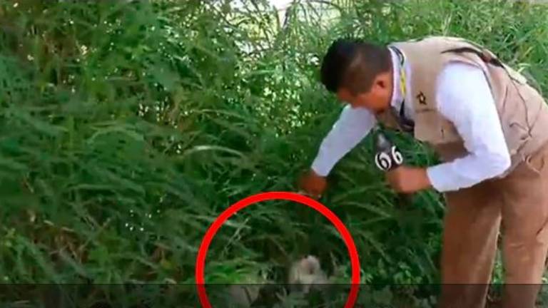 Periodista interrumpe su nota en vivo para auxiliar a gatitos