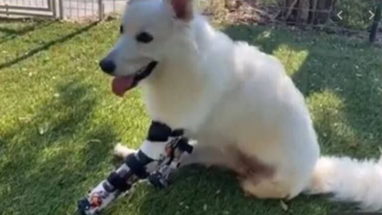 Perrita a la que le faltan tres patas corre por primera vez con su prótesis nueva