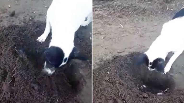 Perrita cava tumba para su cachorro recién fallecido
