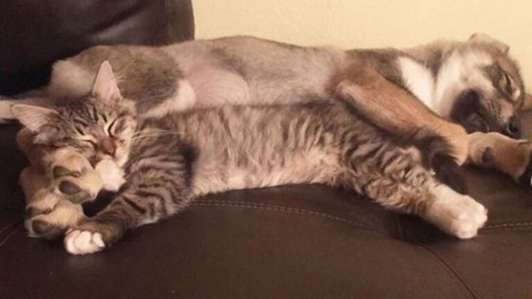 Perrita eligió a su propia gata en un refugio para que sea su nueva “hermana”