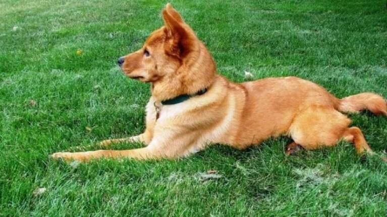 “Perrita exorcista” siembra terror por su truco al escuchar la palabra “demonio”