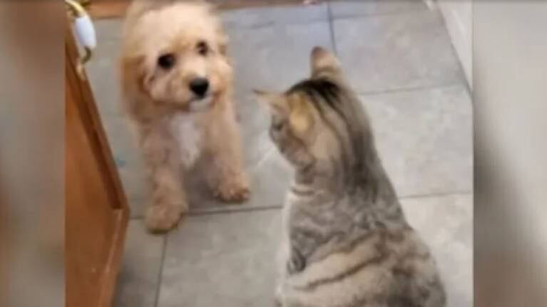 Perrito busca refuerzos para su “pelea” con gato malhumorado y conquista a todos