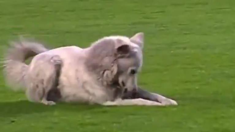 Perrito callejero ingresa al campo con el botín de un futbolista y se roba el protagonismo