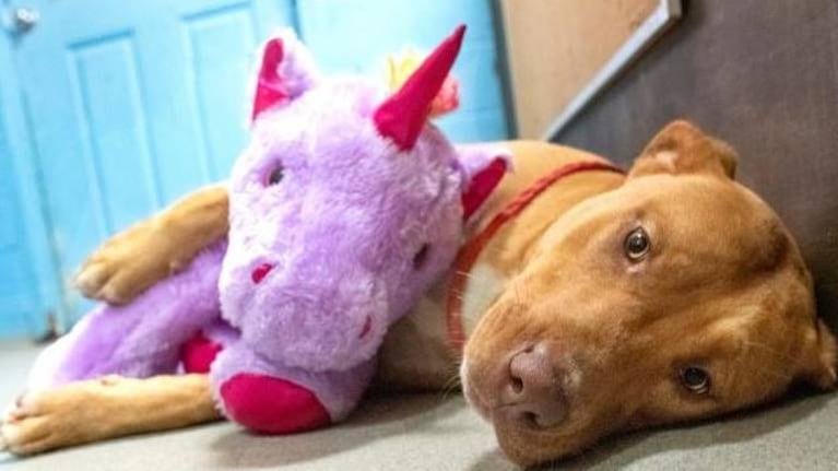 Perrito callejero roba un unicornio cinco veces hasta que alguien se lo compra