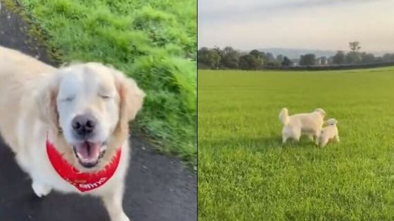 Perrito ciego consigue su propio perro guía: un adorable cachorro de 16 semanas